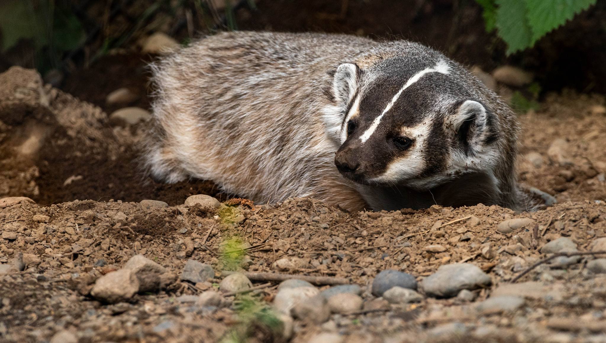 American Badger